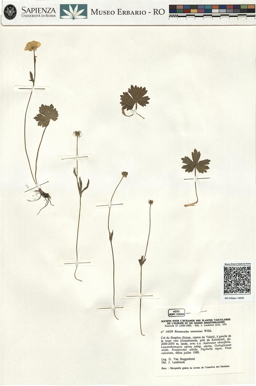 Ranunculus montanus Willd. -  RO-HSepv 14039 photo