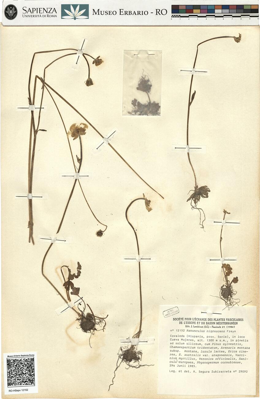 Ranunculus nigrescens Freyn -  RO-HSepv 12152 photo