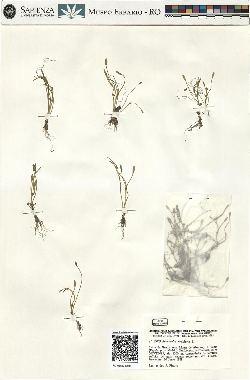 Ranunculus nodiflorus L. -  RO-HSepv 16009 photo