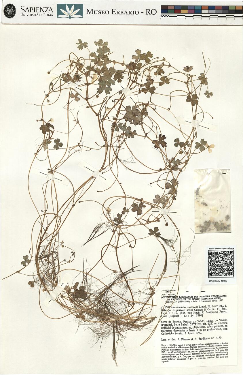 Ranunculus ololeucos Lloyd ^ -  RO-HSepv 15023 photo