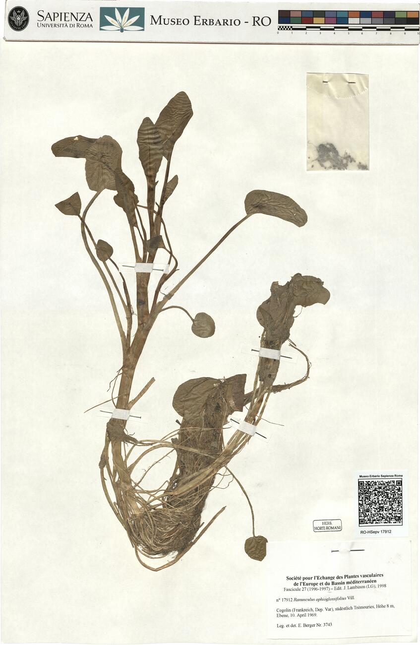Ranunculus ophioglossifolius Vill. -  RO-HSepv 17912 photo