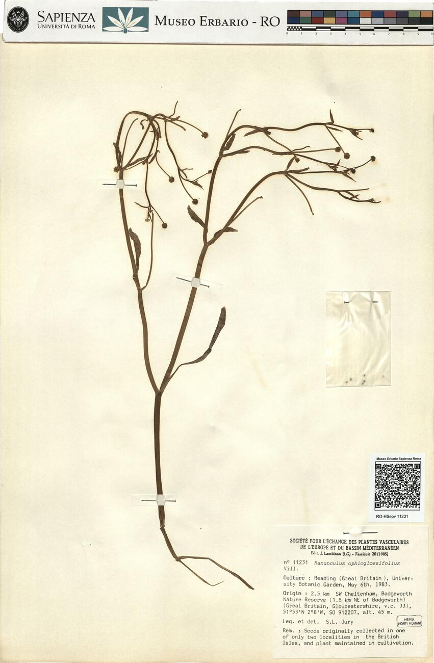 Ranunculus ophiooglossifolius Vill. -  RO-HSepv 11231 photo