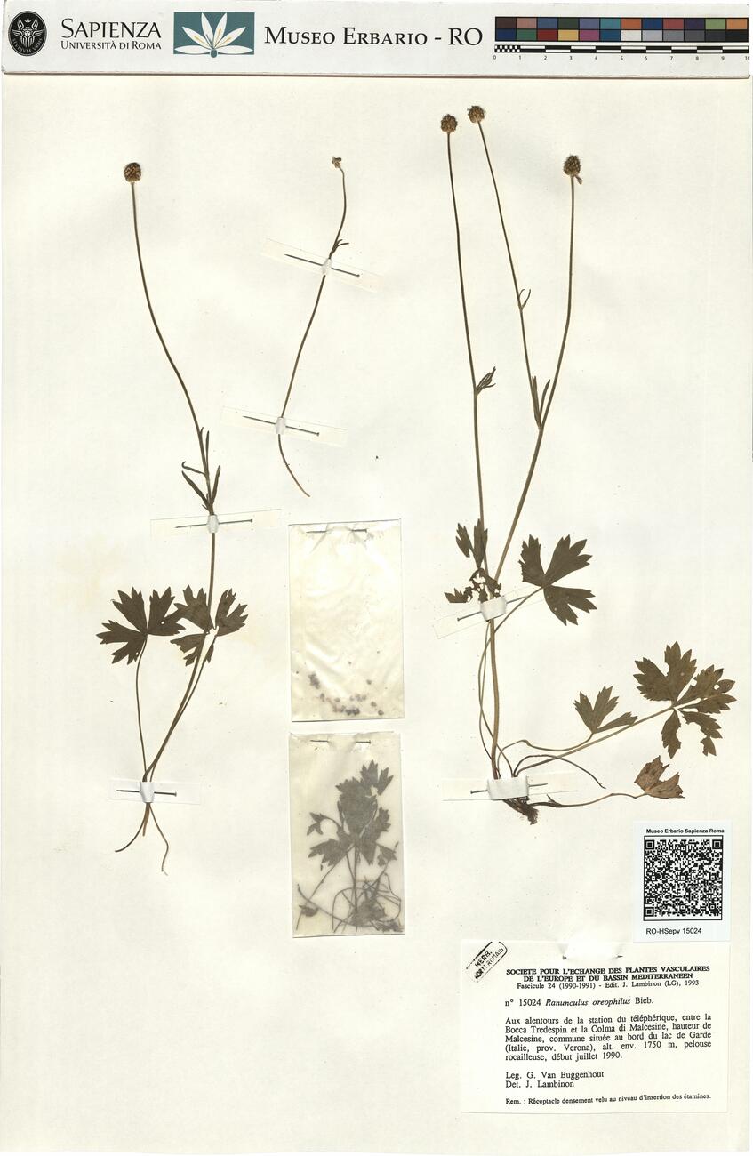 Ranunculus oreophilus Bieb. -  RO-HSepv 15024 photo