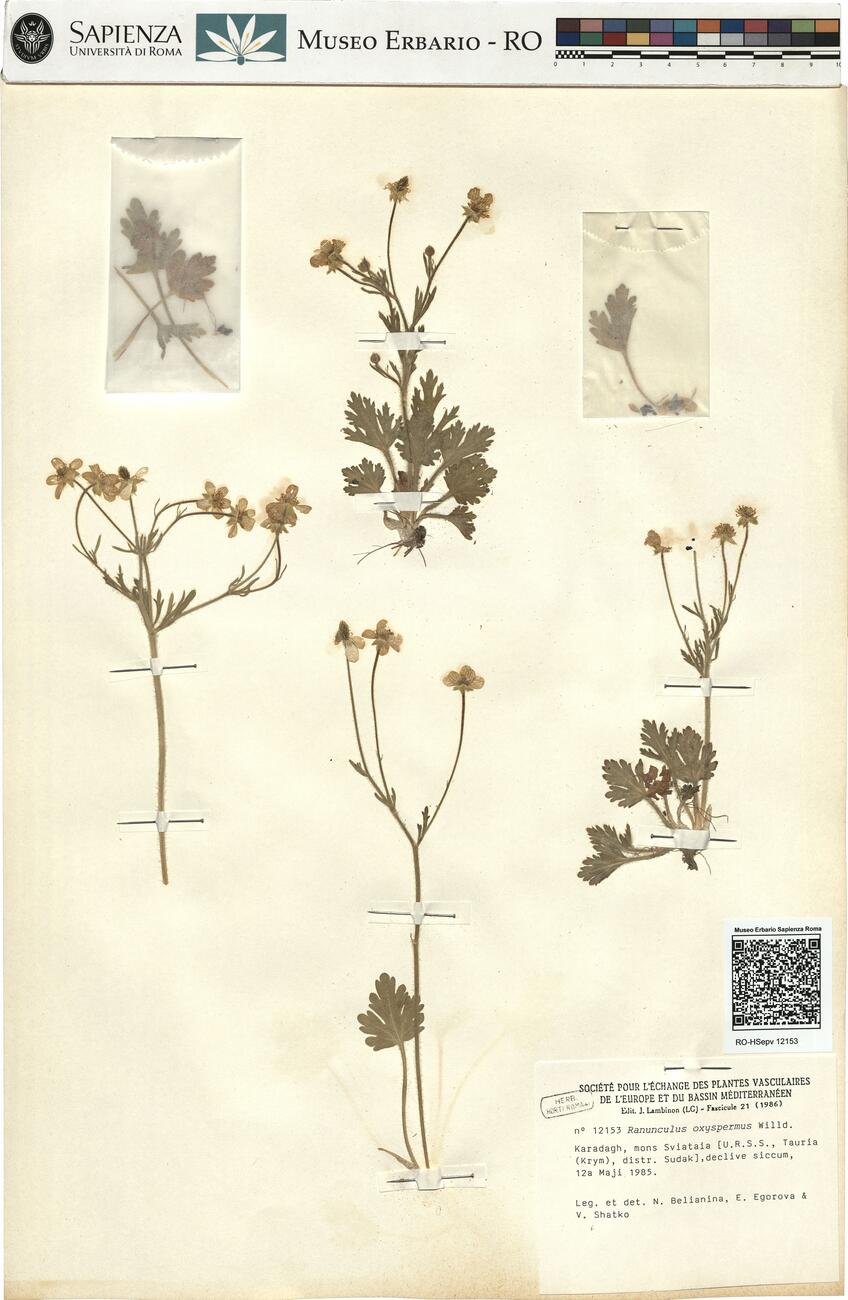 Ranunculus oxyspermus Willd. -  RO-HSepv 12153 photo