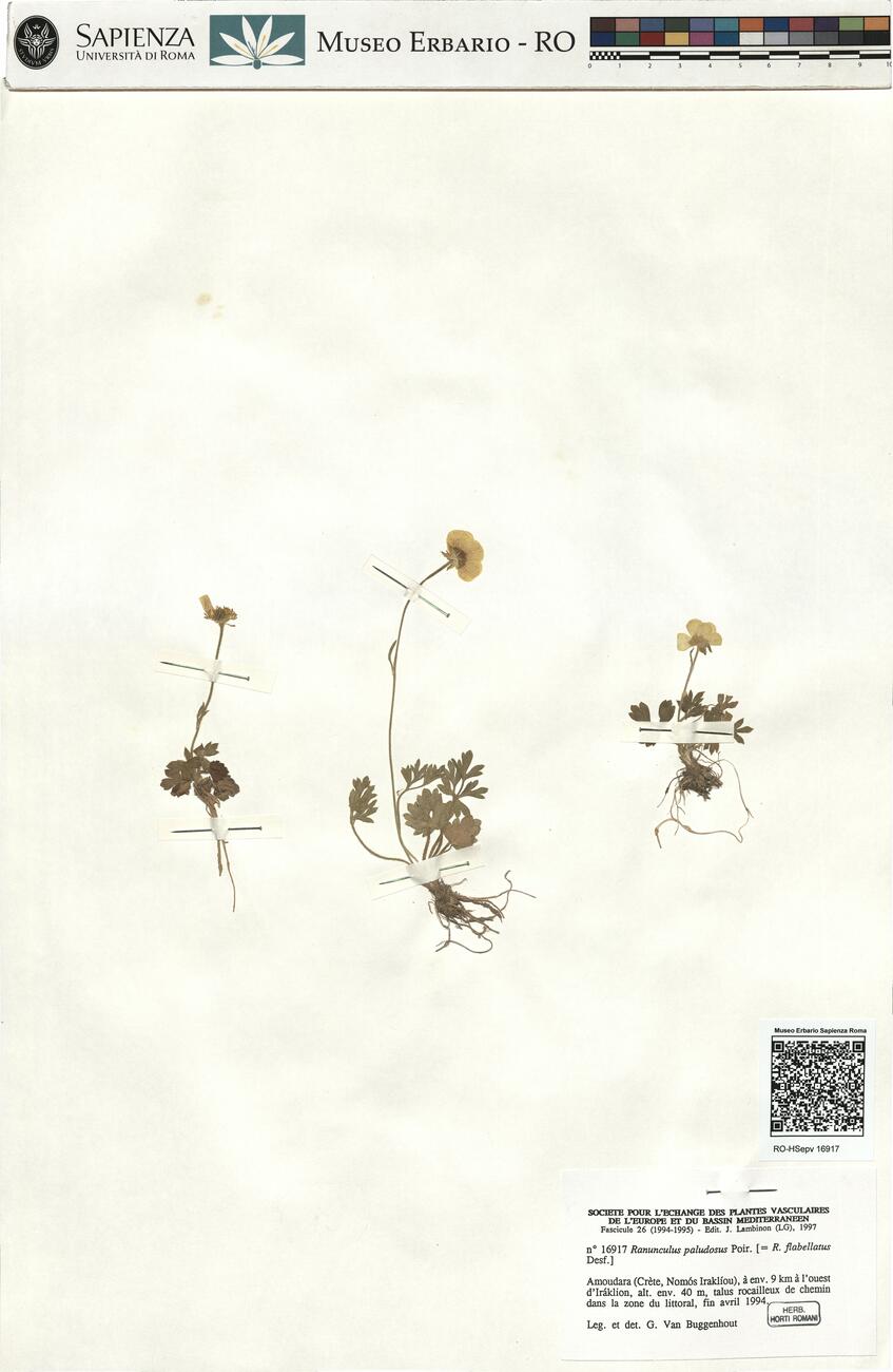 Ranunculus paludosus Poir. -  RO-HSepv 16917 photo