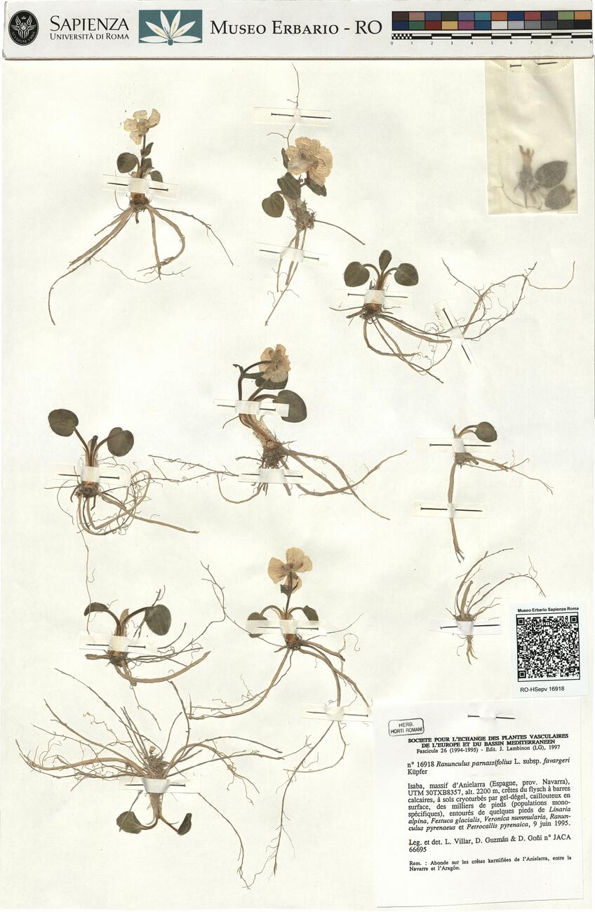 Ranunculus parnassifolius L. subsp. favargeri Küpfer -  RO-HSepv 16918 photo