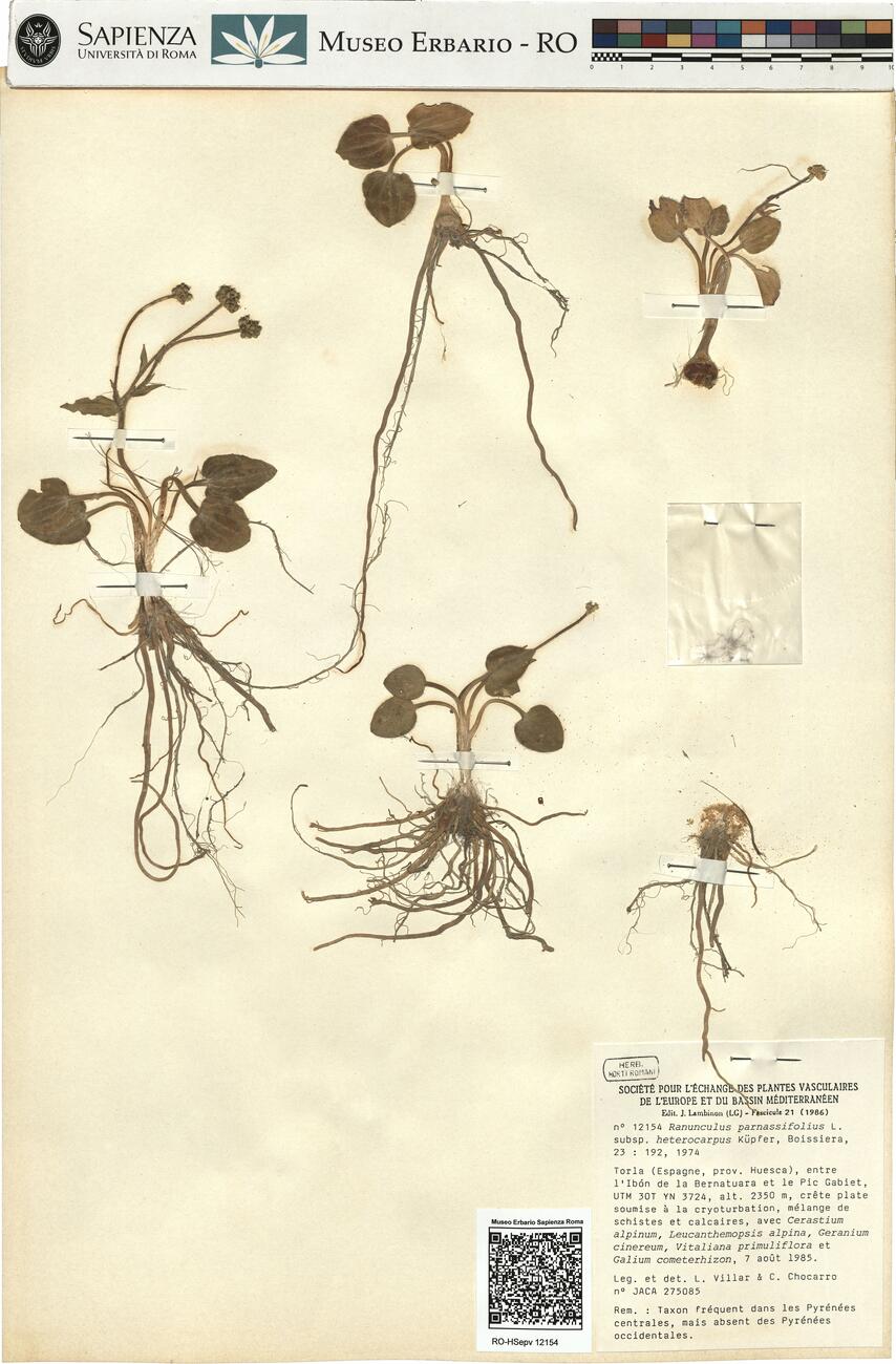 Ranunculus parnassifolius L. subsp. favargeri Küpfer -  RO-HSepv 12154 photo