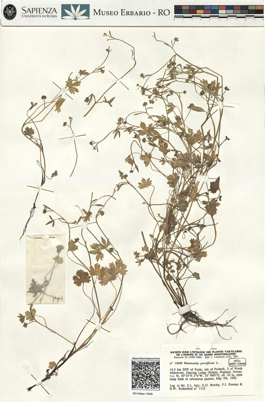 Ranunculus parviflorus L. -  RO-HSepv 14040 photo