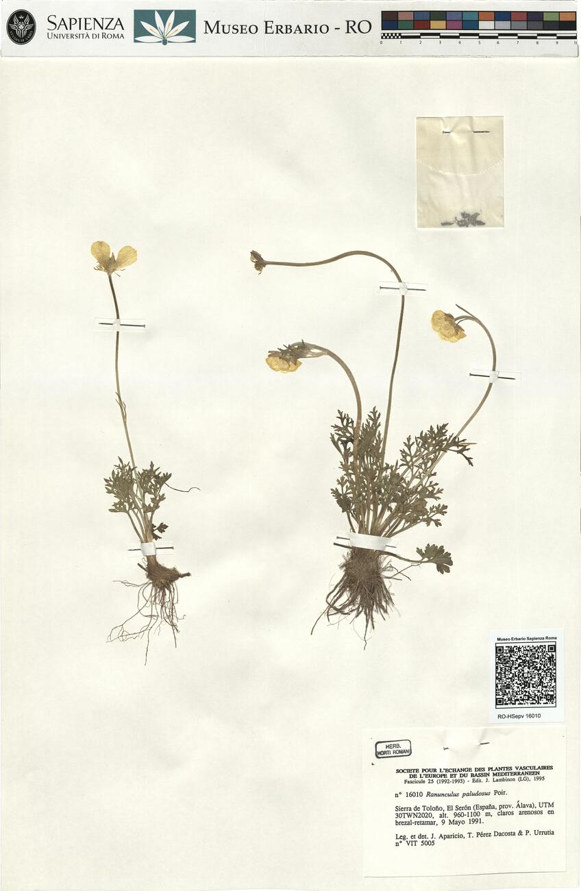 Ranunculus paludosus Poir. -  RO-HSepv 16010 photo