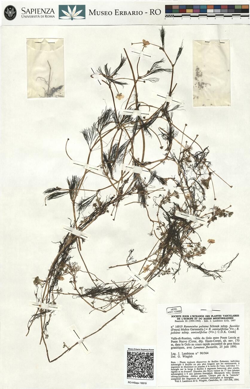 Ranunculus peltatus Schrank subsp. fucoides (Freyn) Muñoz Garmendia -  RO-HSepv 16919 photo