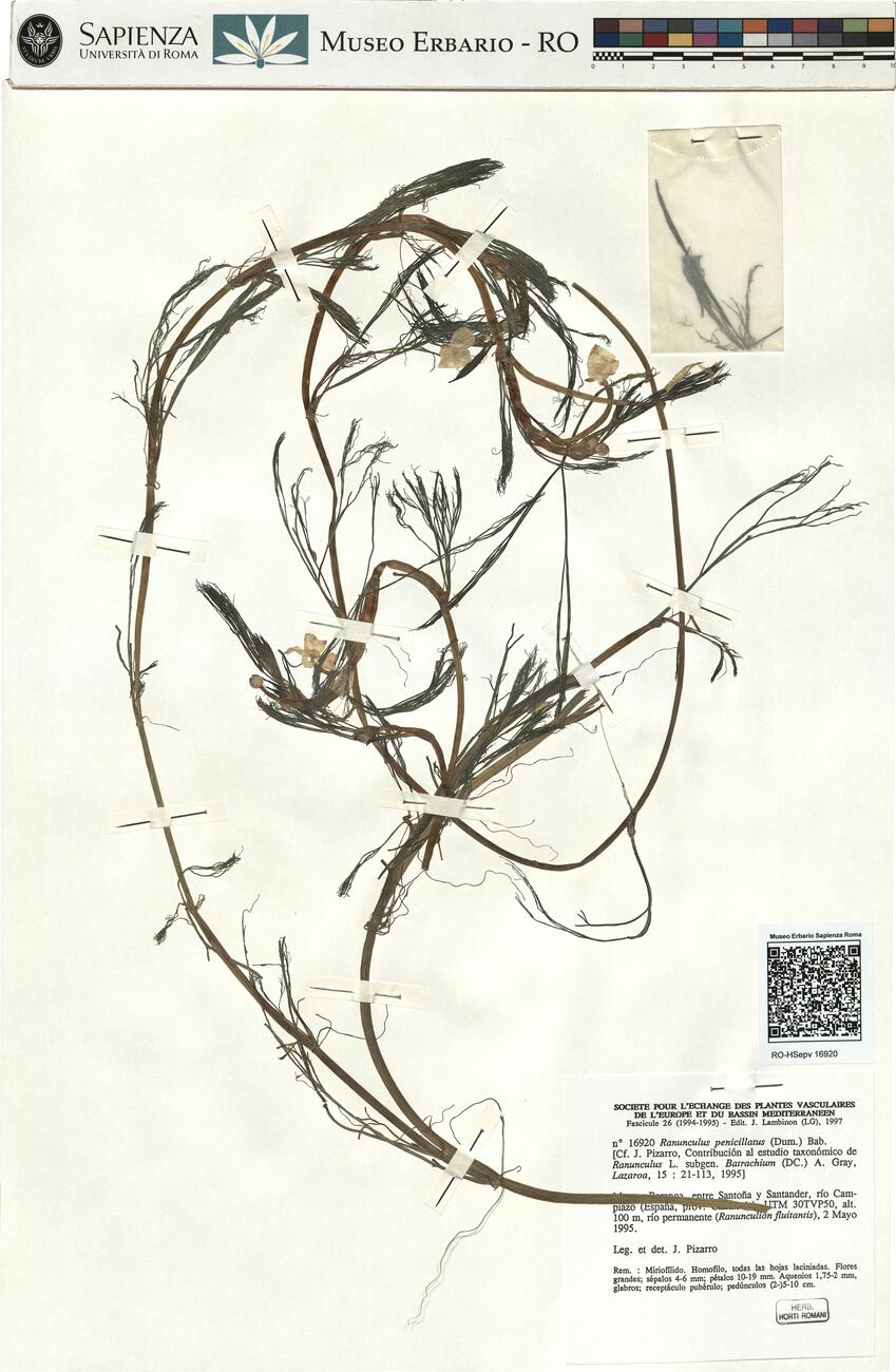 Ranunculus penicillatus (Dum.) Bab. -  RO-HSepv 16920 photo