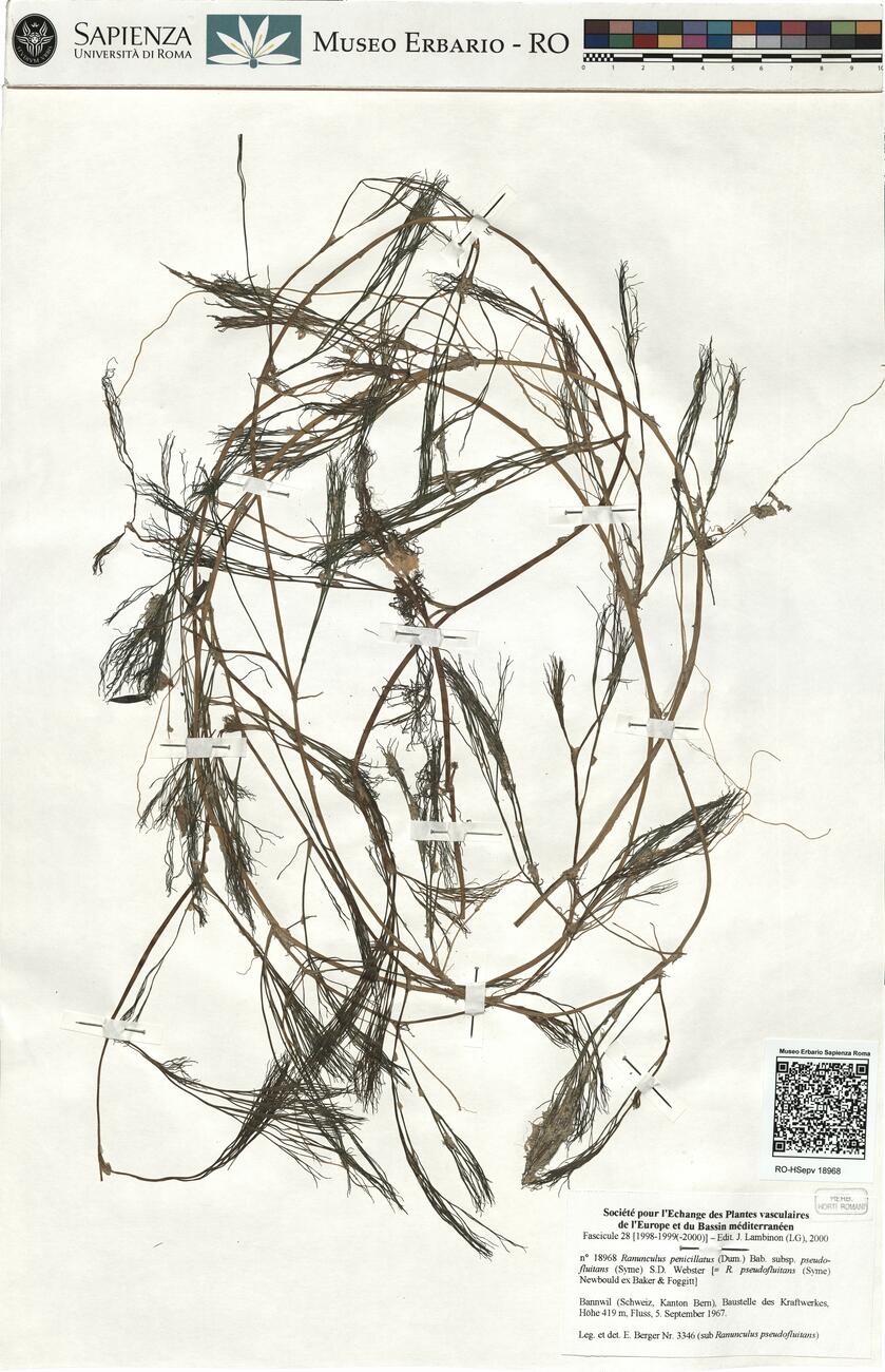 Ranunculus penicillatus (Dum.) Bab. subsp. pseudofluitans (Syme) S.D. Webster ^ -  RO-HSepv 18968 photo