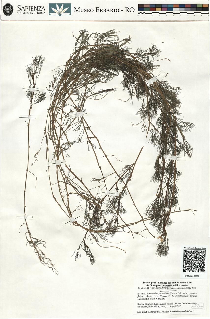 Ranunculus penicillatus (Dum.) Bab. subsp. pseudofluitans (Syme) S.D. Webster ^ -  RO-HSepv 18967 photo