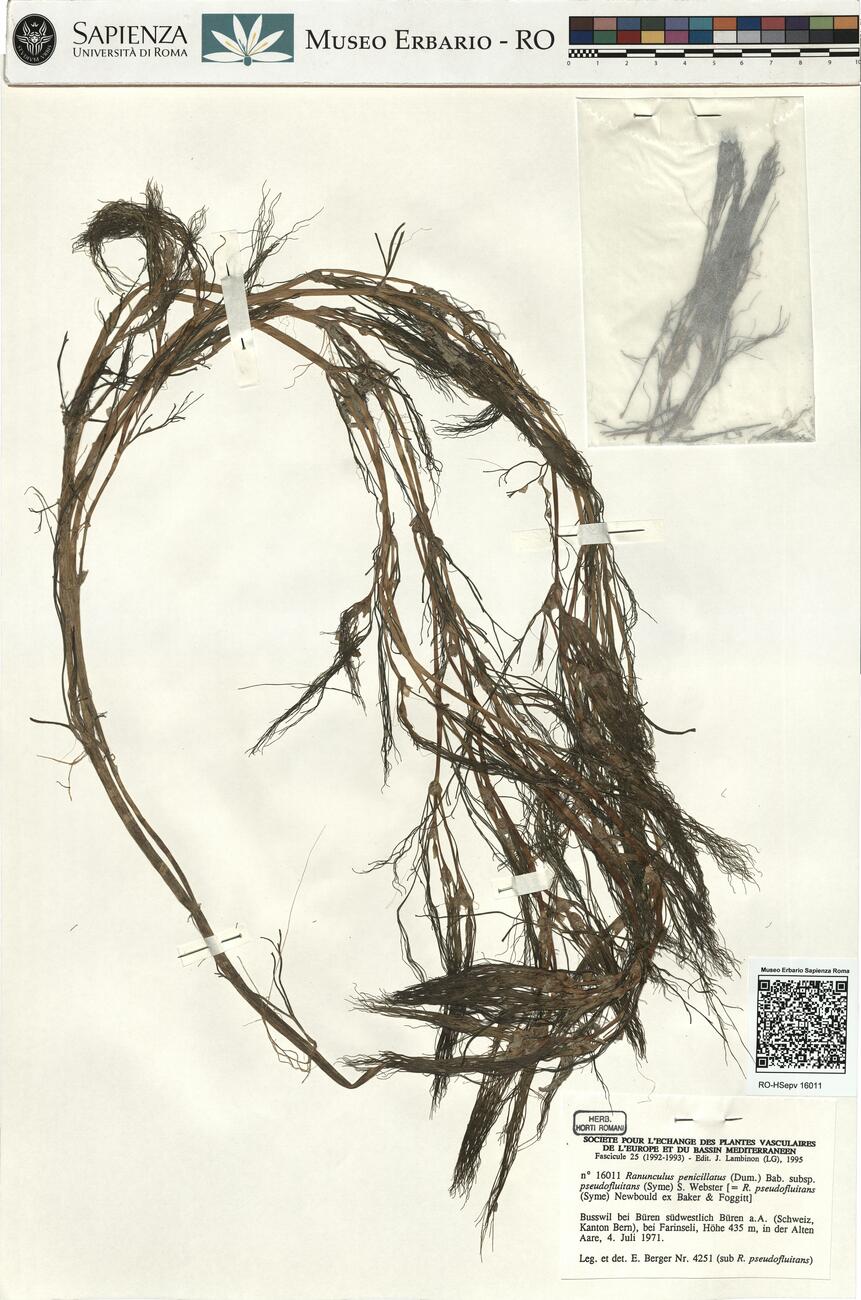 Ranunculus penicillatus (Dum.) Bab. subsp. pseudofluitans (Syme) S.D. Webster ^ -  RO-HSepv 16011 photo