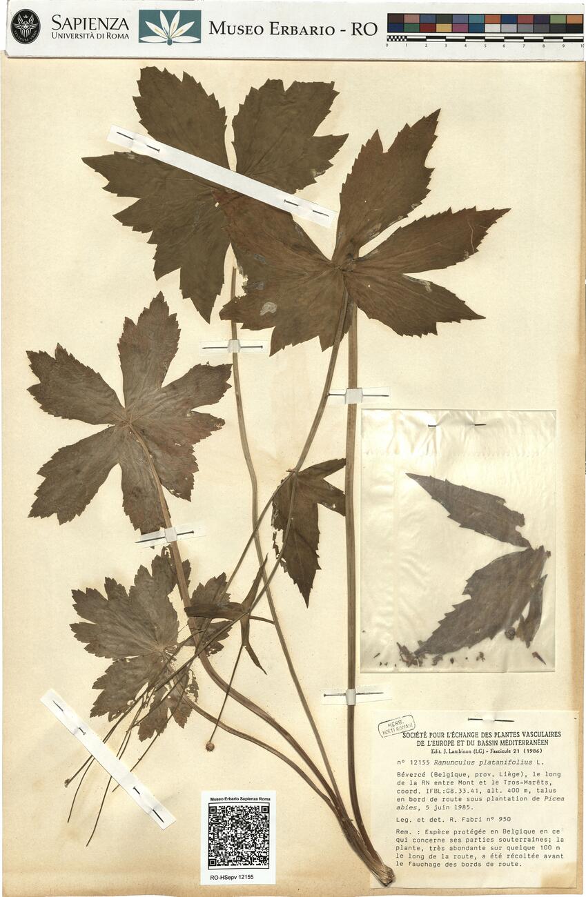 Ranunculus platanifolius L.  -  RO-HSepv 12155 photo