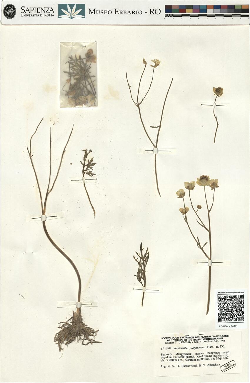 Ranunculus platyspermus Fisch. ex DC. -  RO-HSepv 14041 photo