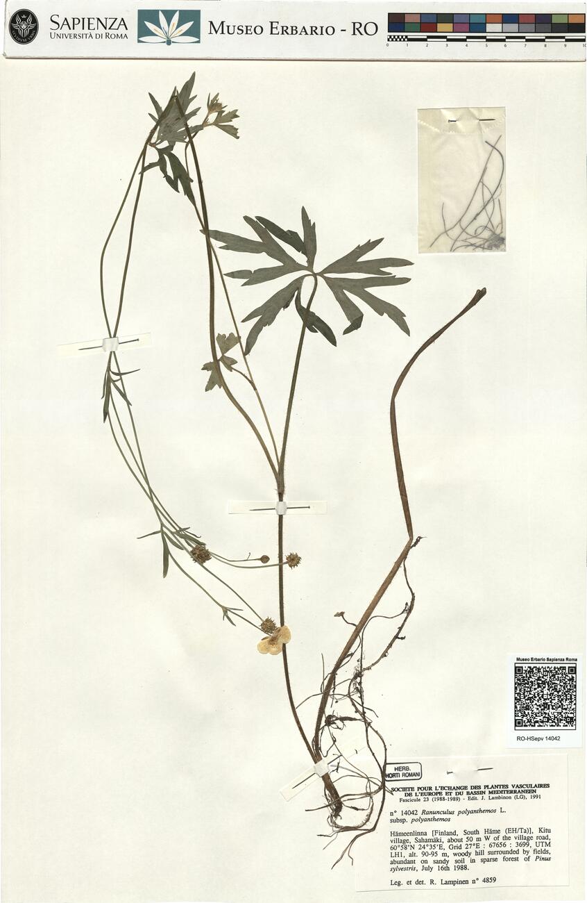 Ranunculus polyanthemos L. subsp. polyanthemos -  RO-HSepv 14042 photo