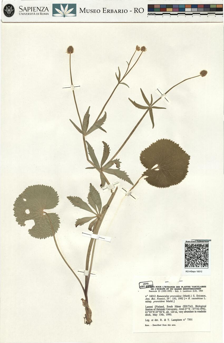 Ranunculus prorsidens (Markl.) S. Ericsson -  RO-HSepv 16012 photo