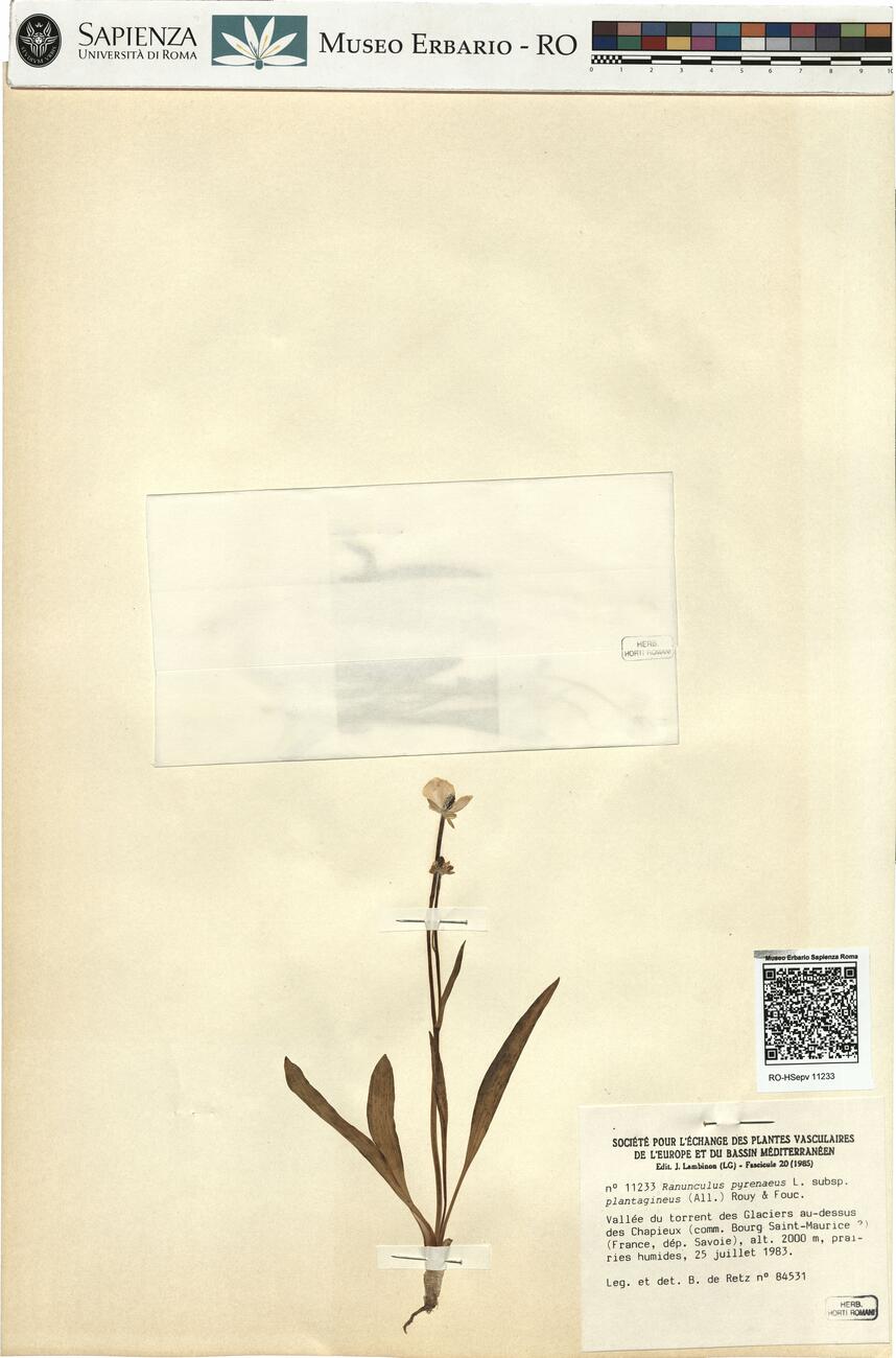 Ranunculus pyrenaeus L. subsp. plantagineus (All.) Rouy & Fouc. -  RO-HSepv 11233 photo