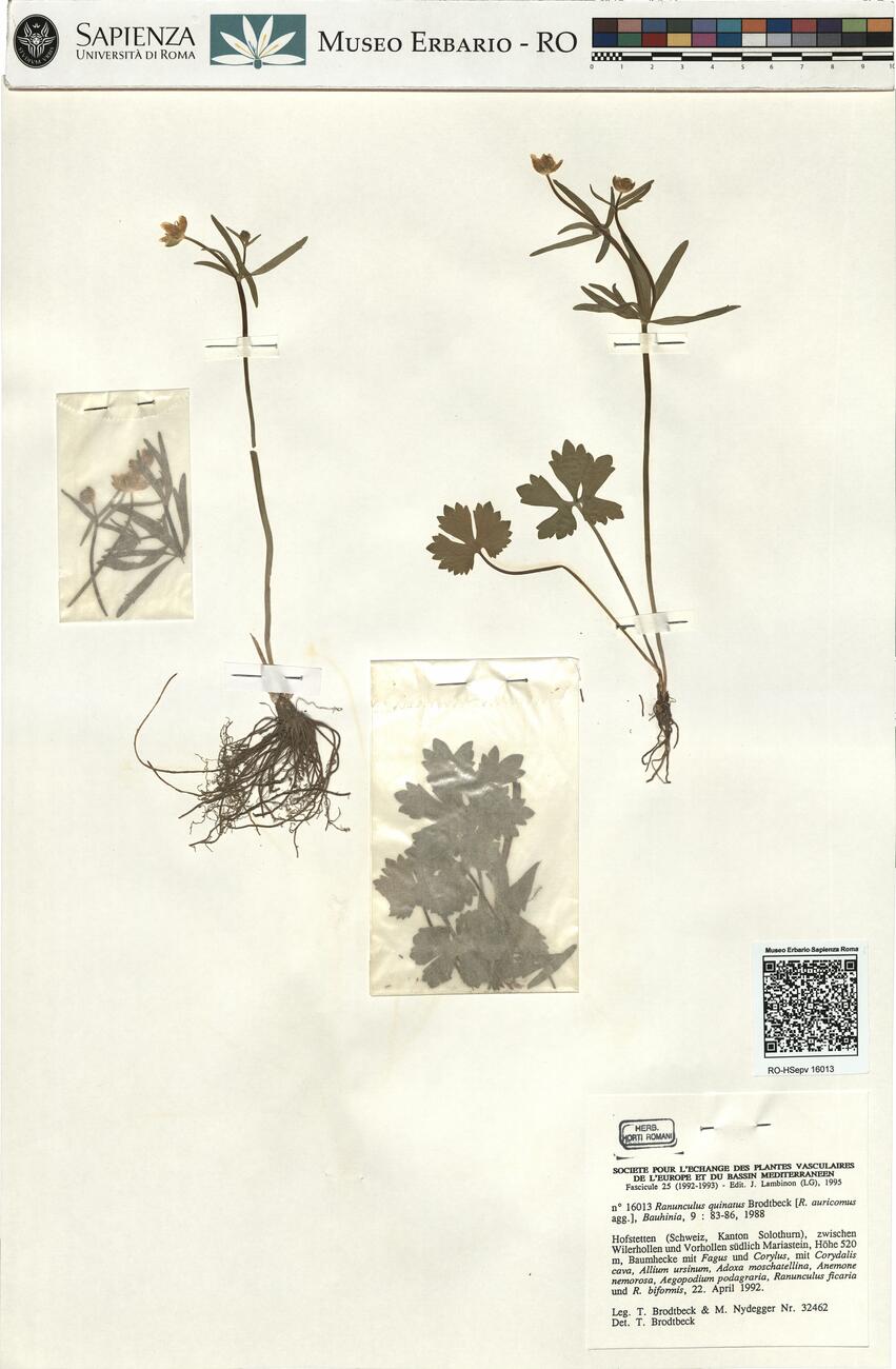 Ranunculus quinatus Brodtbeck  -  RO-HSepv 16013 photo