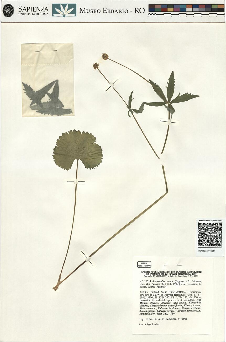 Ranunculus rantae (Fagerstr.) S. Ericsson -  RO-HSepv 16014 photo