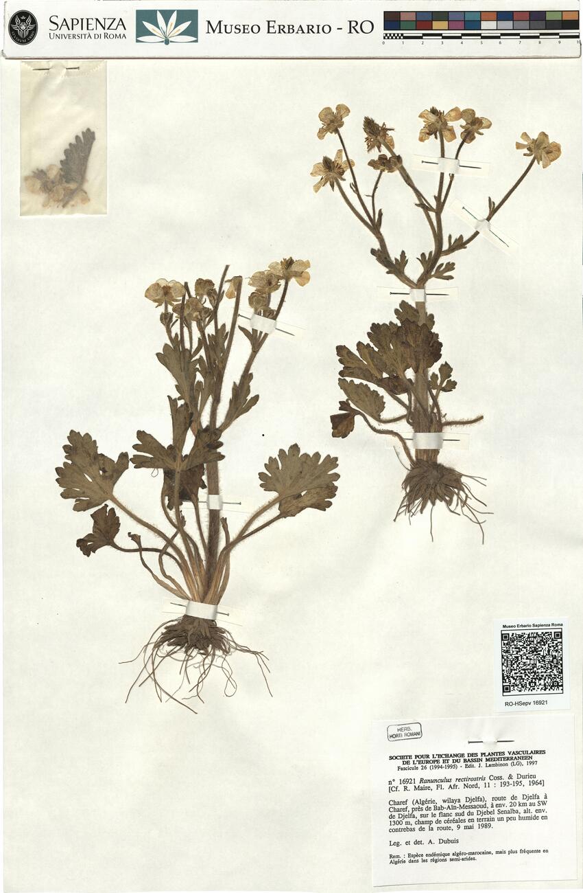 Ranunculus rectirostris Coss. & Durieu -  RO-HSepv 16921 photo