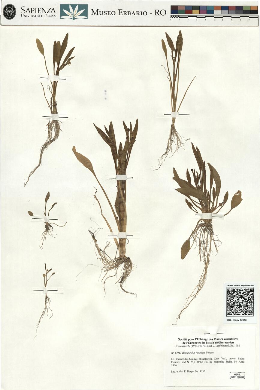 Ranunculus revelieri Boreau -  RO-HSepv 17913 photo