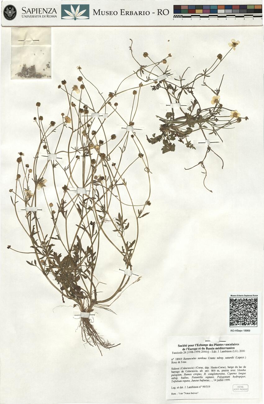Ranunculus sardous Crantz subsp. xatardii (Lapeyr.) Rouy & Fouc. -  RO-HSepv 18969  photo