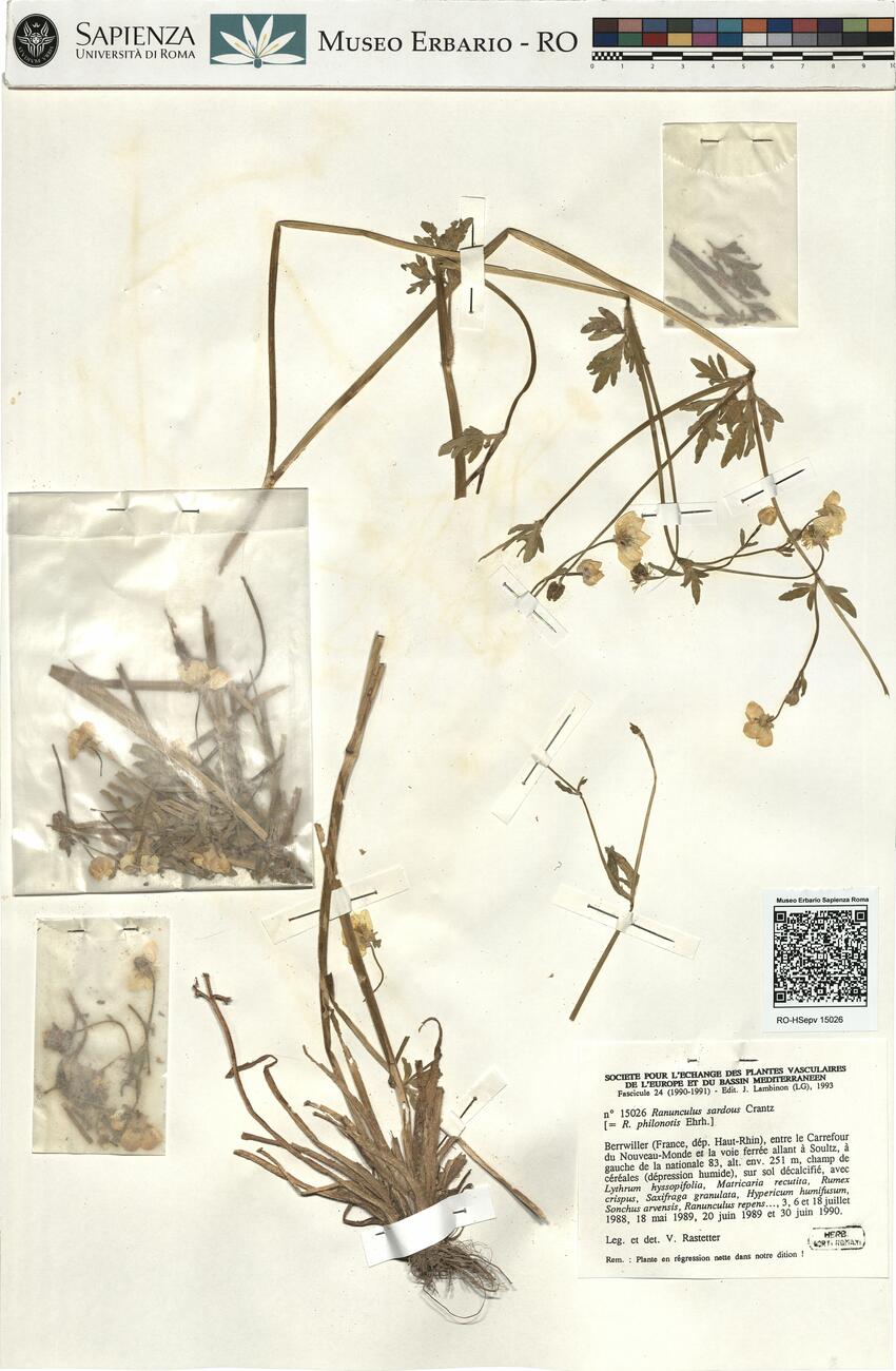 Ranunculus sardous Crantz -  RO-HSepv 15026 photo