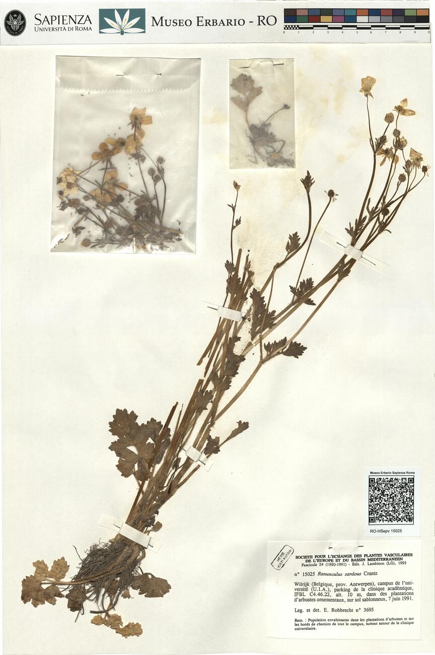 Ranunculus sardous Crantz -  RO-HSepv 15025 photo