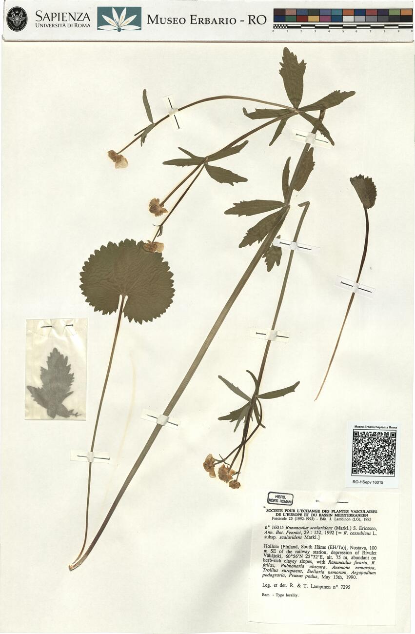 Ranunculus scalaridens (Markl.) S. Ericsson  -  RO-HSepv 16015 photo