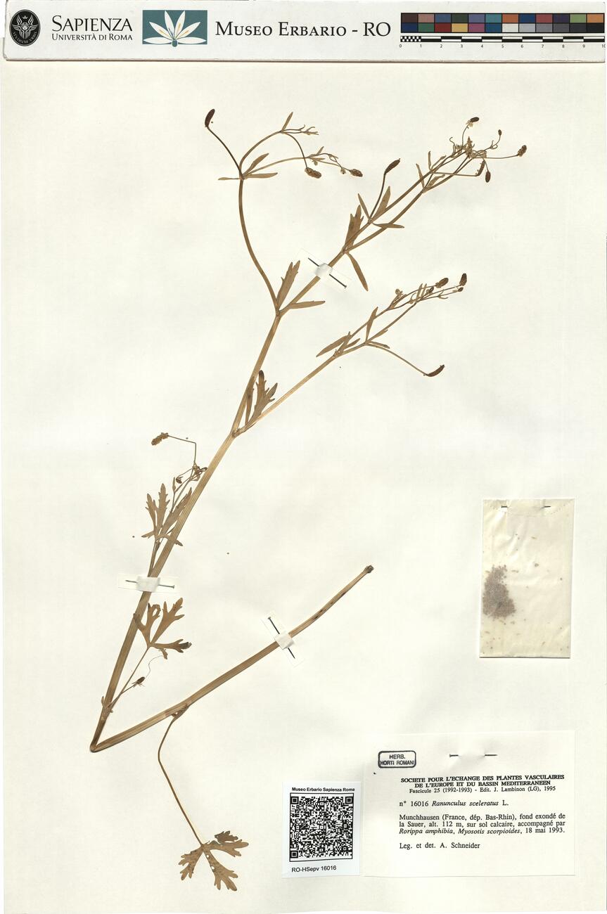 Ranunculus sceleratus L.  -  RO-HSepv 16016 photo