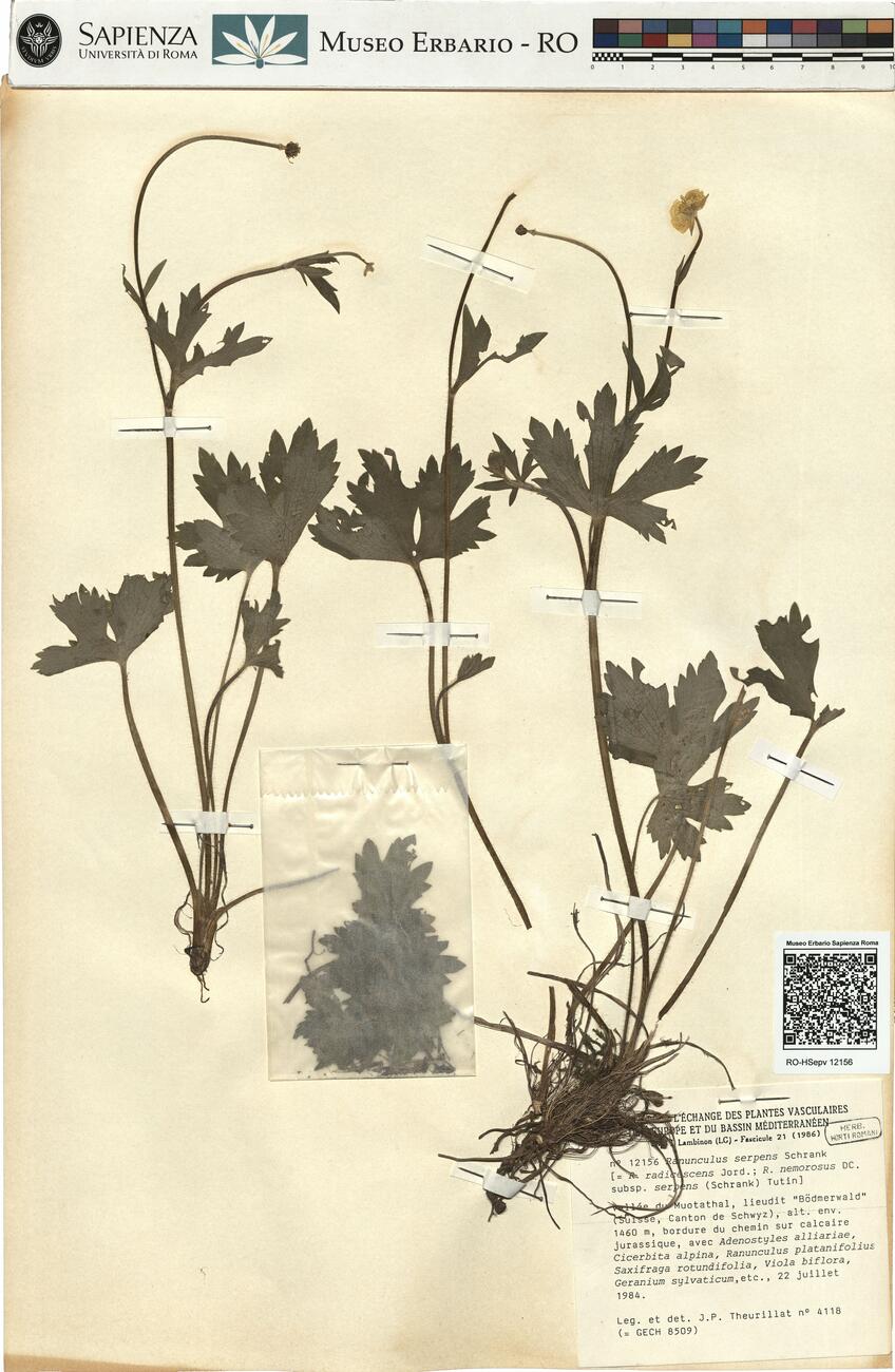 Ranunculus serpens Schrank -  RO-HSepv 12156 photo