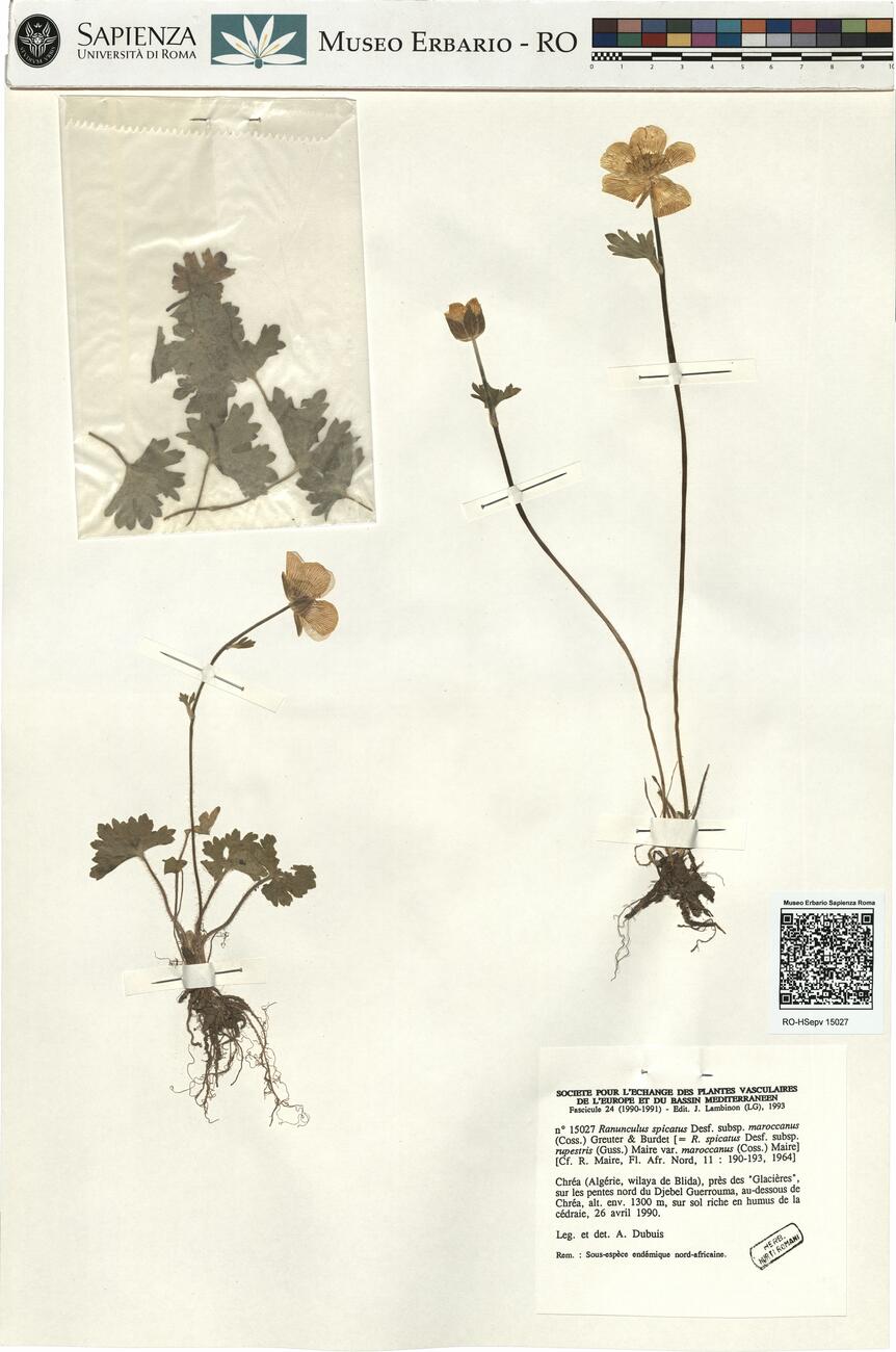 Ranunculus spicatus Desf. subsp. maroccanus (Coss.) Greuter & Burdet -  RO-HSepv 15027 photo