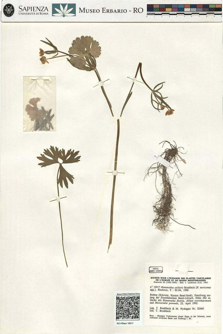 Ranunculus stellaris Brodtback  -  RO-HSepv 16017 photo