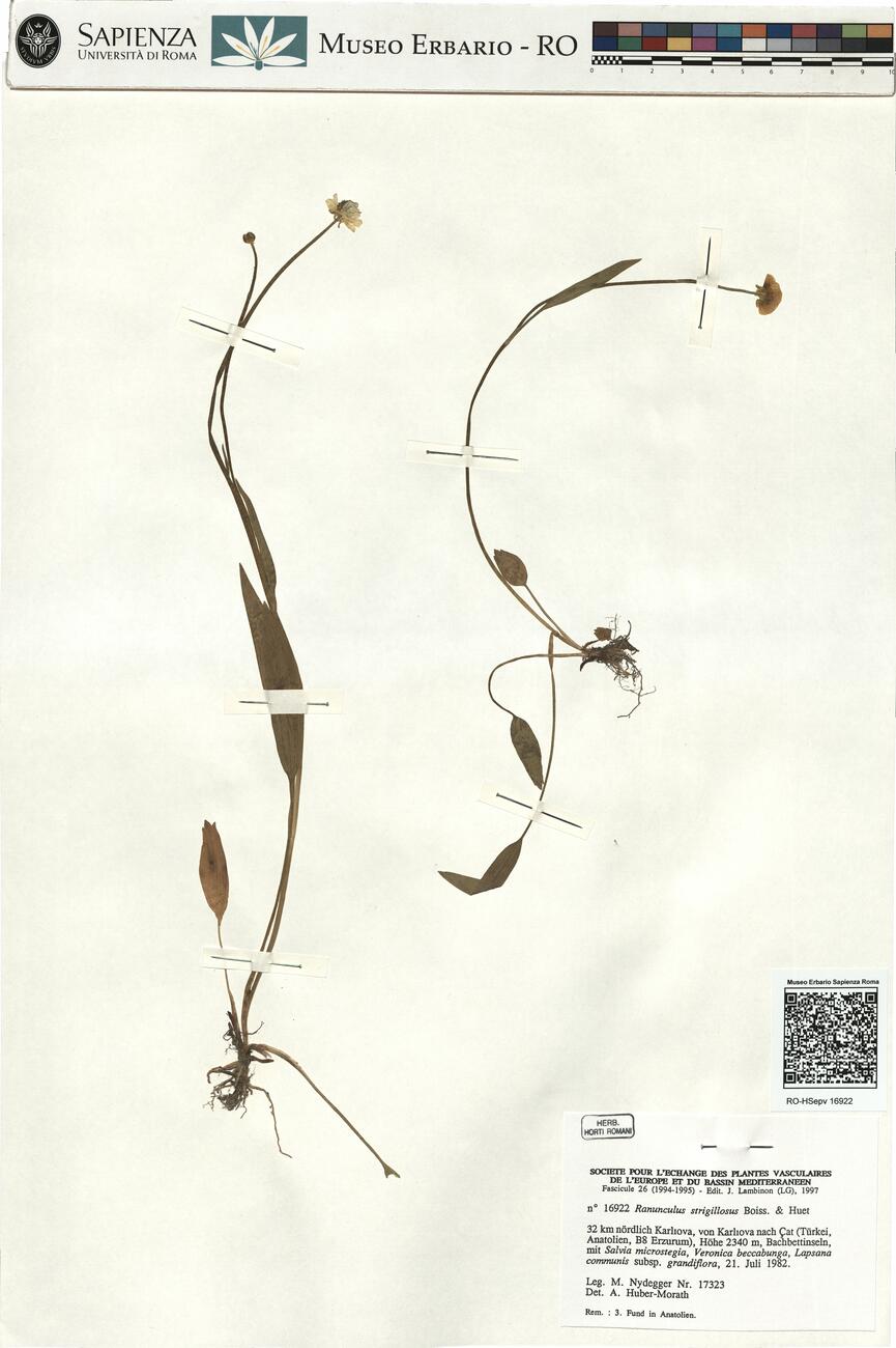 Ranunculus strigillosus Boiss. & Huet -  RO-HSepv 16922 photo