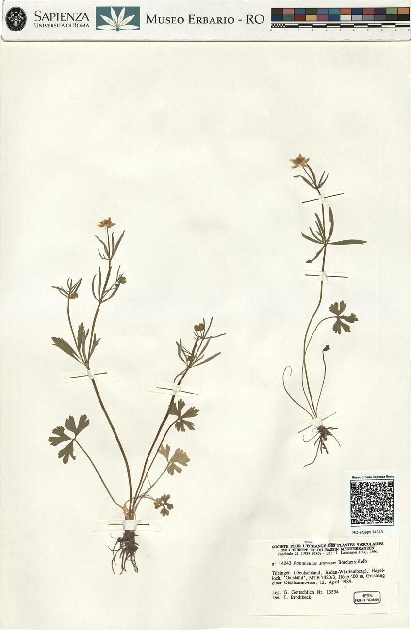 Ranunculus suevicus Borchers-Kolb -  RO-HSepv 14043 photo
