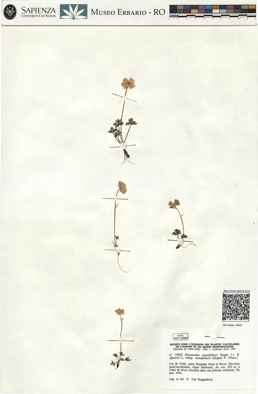 Ranunculus traunfellneri Hoppe -  RO-HSepv 16923 photo