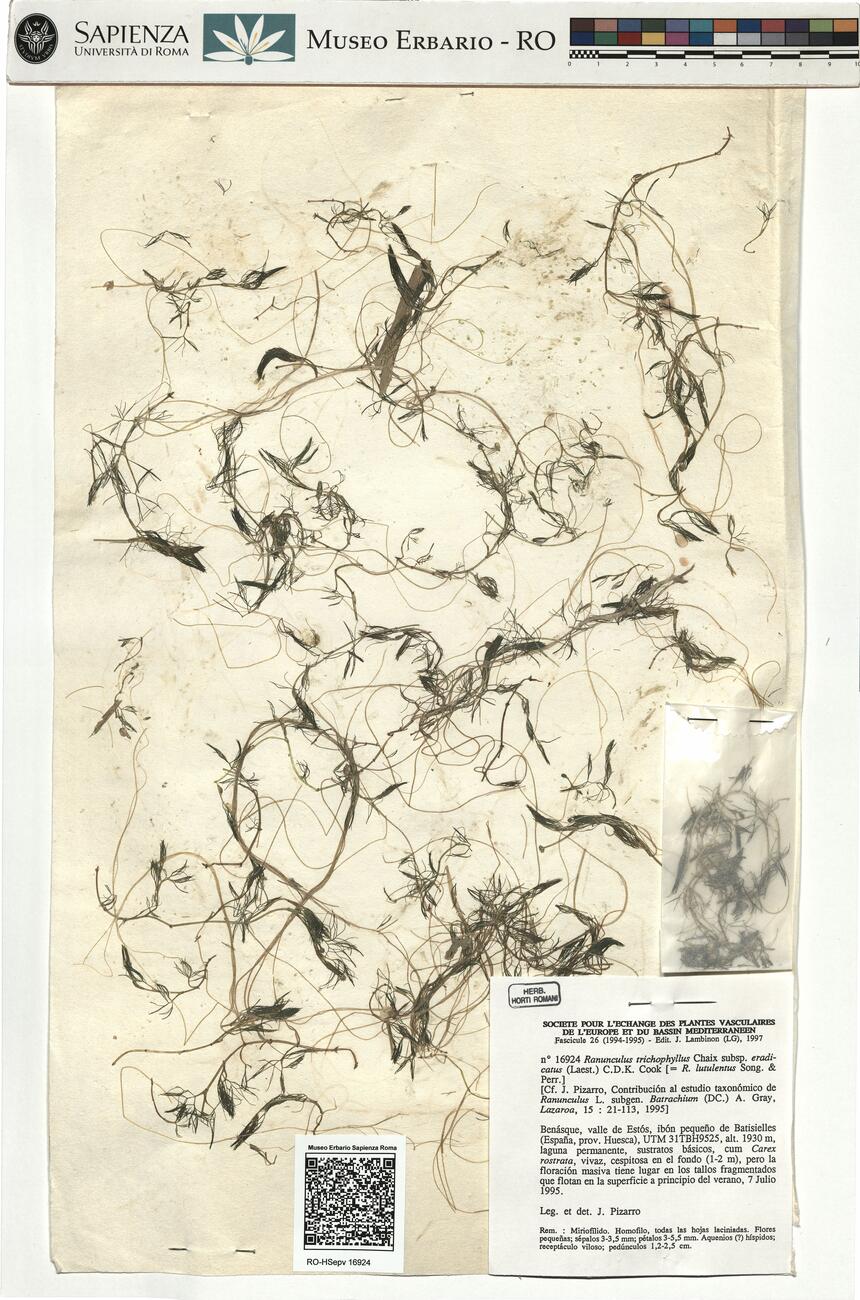 Ranunculus trichophyllus Chaix subsp. eradicatus (Laest.) C.D.K. Cook -  RO-HSepv 16924 photo