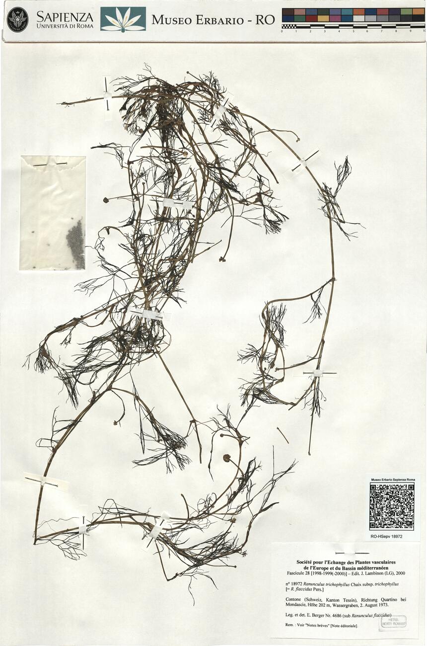 Ranunculus trichophyllus Chaix subsp. trichophyllus ^ -  RO-HSepv 18972 photo