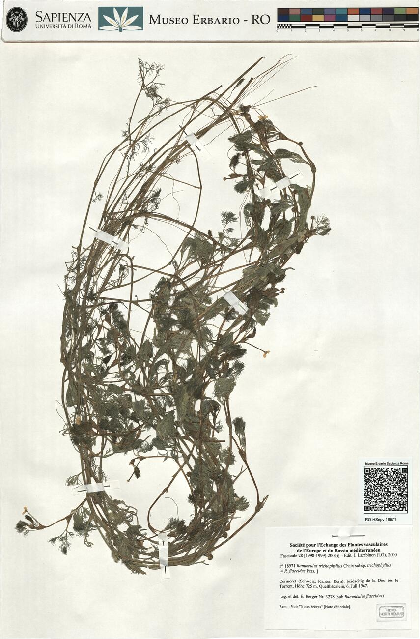 Ranunculus trichophyllus Chaix subsp. trichophyllus ^ -  RO-HSepv 18971 photo