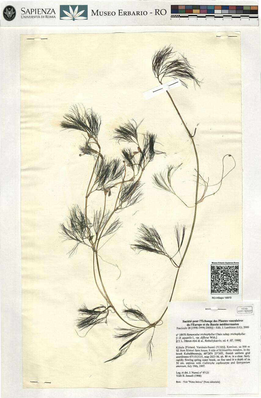 Ranunculus trichophyllus Chaix subsp. trichophyllus -  RO-HSepv 18970 photo