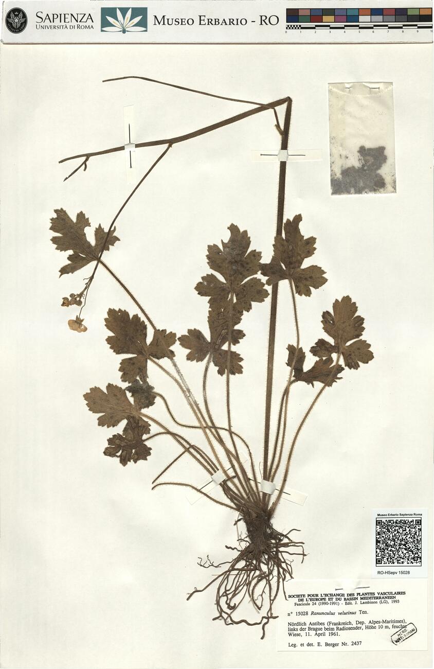 Ranunculus velutinus Ten.  -  RO-HSepv 15028 photo