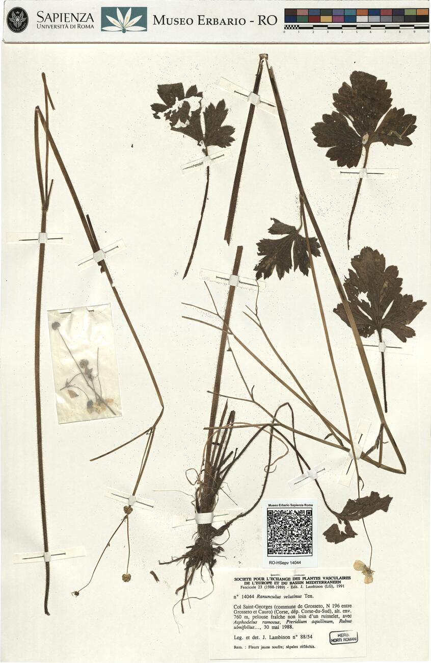 Ranunculus velutinus Ten.  -  RO-HSepv 14044 photo