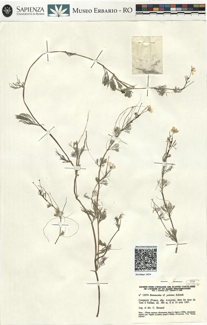 Ranunculus cf. peltatus Schrank -  RO-HSepv 13074 photo