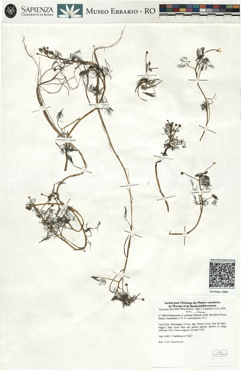 Ranunculus cf. peltatus Schrank subsp. fucoides (Freyn) Muñoz Garmendia -  RO-HSepv 18966 photo