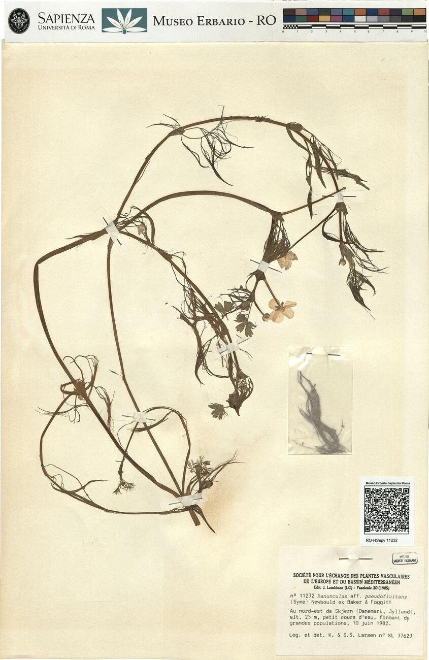 Ranunculus aff. pseudofluitans (Syme) Newbould ex Baker & Foggitt -  RO-HSepv 11232 photo