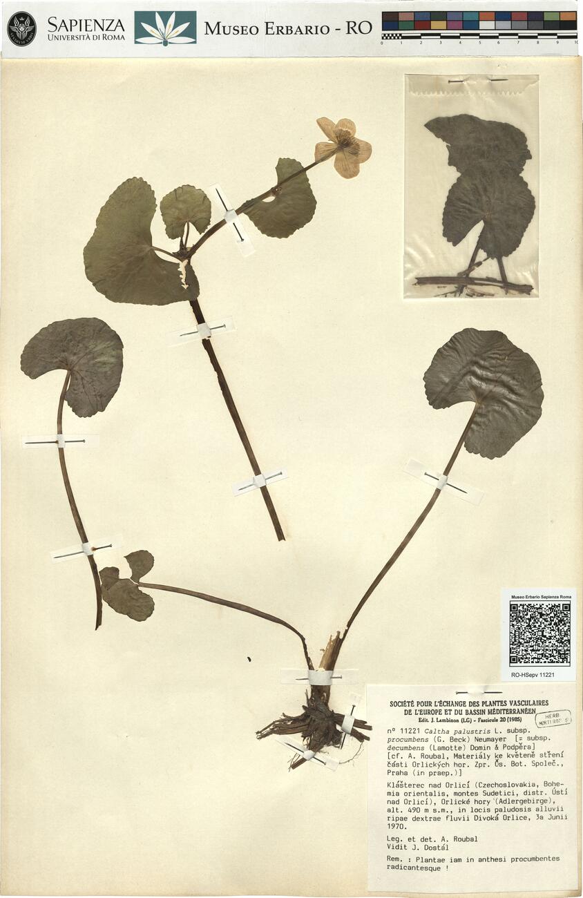 Caltha palustris L. subsp. procumbens (G. Beck) Neumayer -  RO-HSepv 11221 photo