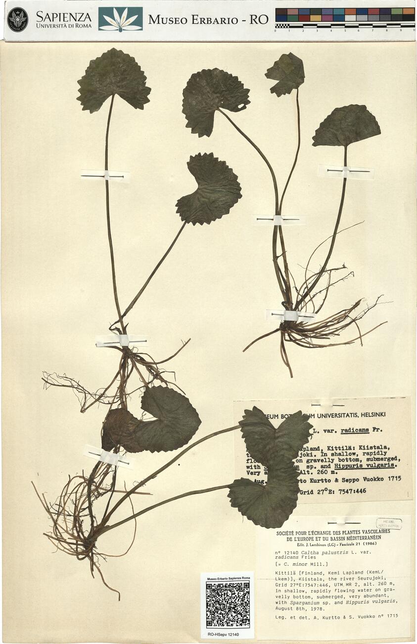 Caltha palustris L. var. radicans Fries -  RO-HSepv 12140 photo