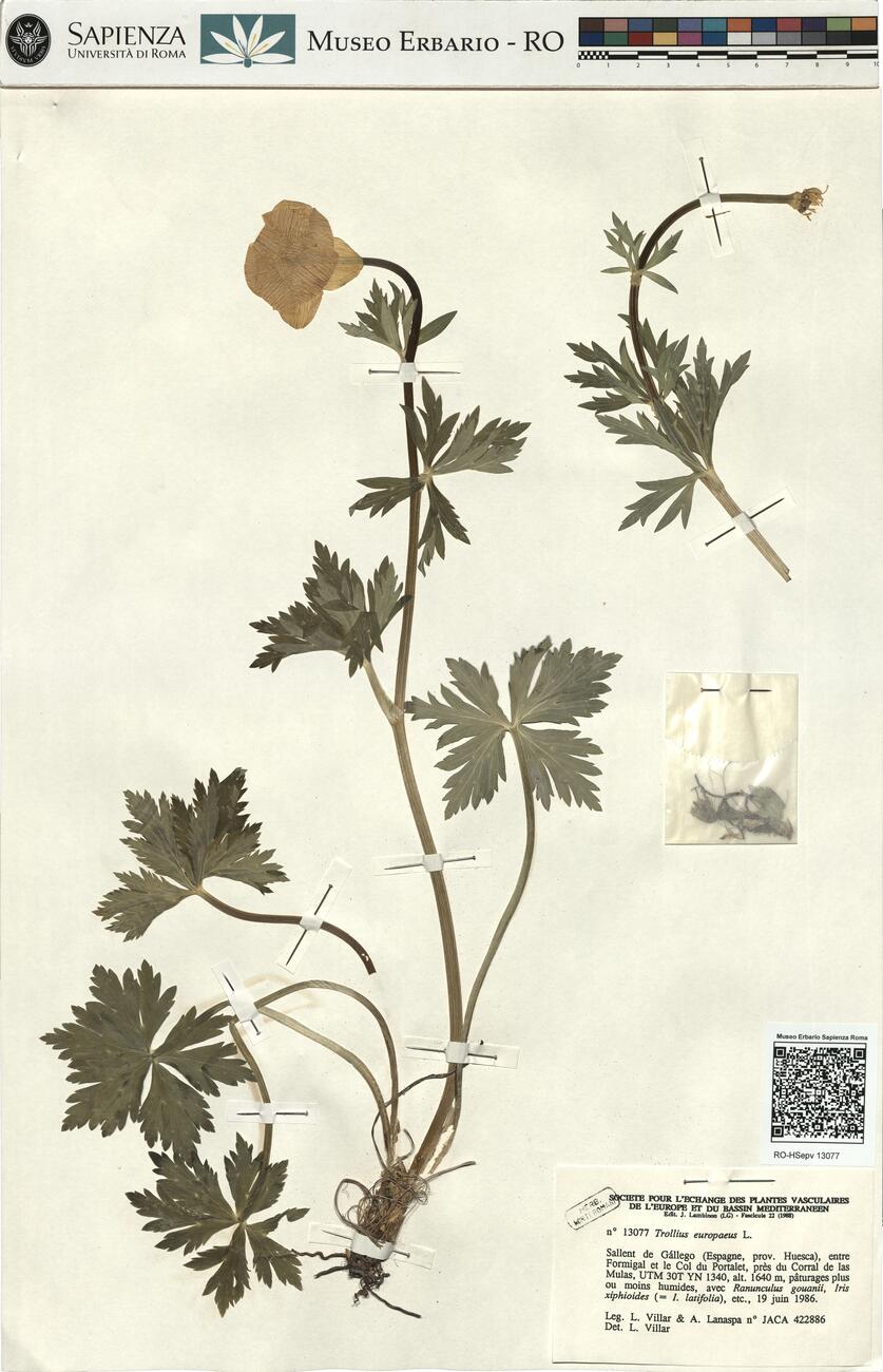 Trollius europaeus L. -  RO-HSepv 13077 photo
